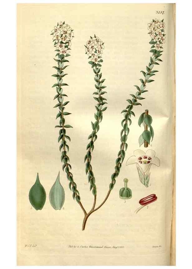 Reproducción/Reproduction 35083636632: Curtis's botanical magazine.. London ; New York [etc.] :Academic Press [etc.]