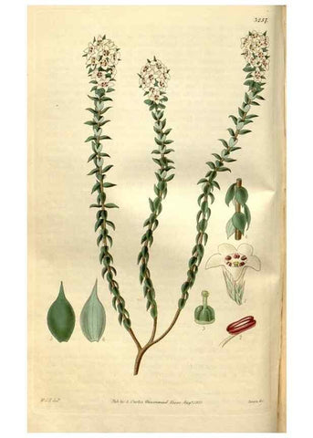 Reproducción/Reproduction 35083636632: Curtis's botanical magazine.. London ; New York [etc.] :Academic Press [etc.]