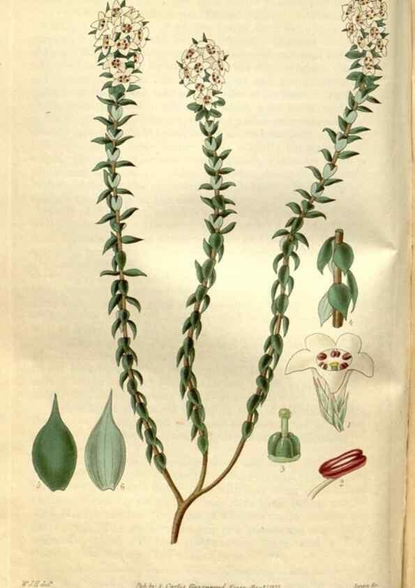 Reproducción/Reproduction 35083636632: Curtis's botanical magazine.. London ; New York [etc.] :Academic Press [etc.]