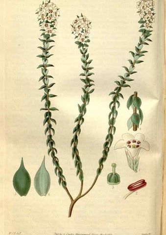 Reproducción/Reproduction 35083636632: Curtis's botanical magazine.. London ; New York [etc.] :Academic Press [etc.]