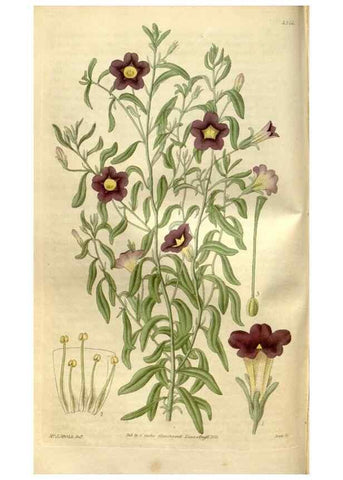Reproducción/Reproduction 35119312081: Curtis's botanical magazine.. London ; New York [etc.] :Academic Press [etc.]