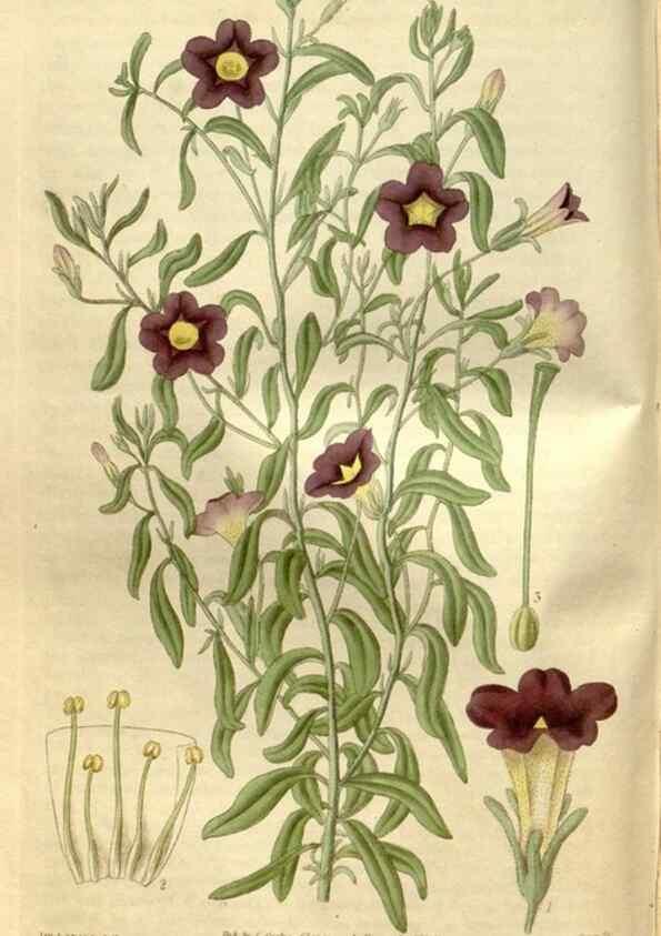 Reproducción/Reproduction 35119312081: Curtis's botanical magazine.. London ; New York [etc.] :Academic Press [etc.]