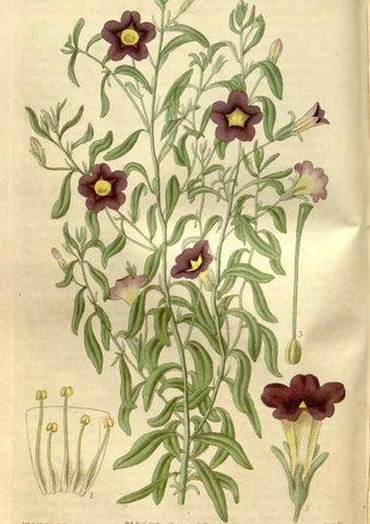 Reproducción/Reproduction 35119312081: Curtis's botanical magazine.. London ; New York [etc.] :Academic Press [etc.]