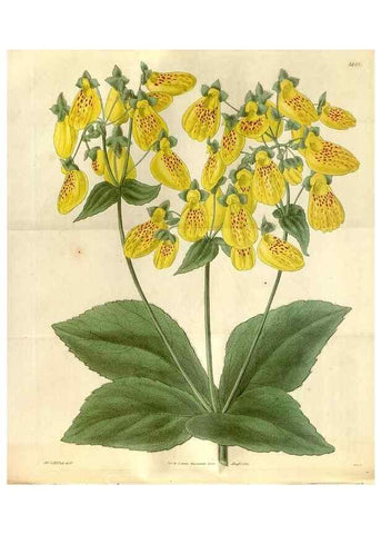 Reproducción/Reproduction 35119307811: Curtis's botanical magazine.. London ; New York [etc.] :Academic Press [etc.]