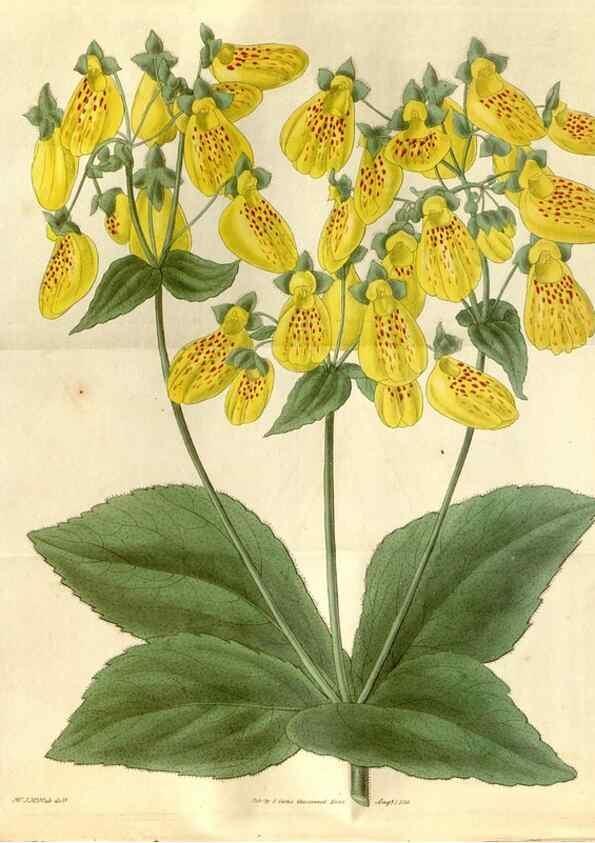 Reproducción/Reproduction 35119307811: Curtis's botanical magazine.. London ; New York [etc.] :Academic Press [etc.]
