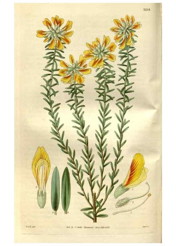Reproducción/Reproduction 35119304491: Curtis's botanical magazine.. London ; New York [etc.] :Academic Press [etc.]