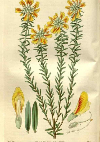 Reproducción/Reproduction 35119304491: Curtis's botanical magazine.. London ; New York [etc.] :Academic Press [etc.]