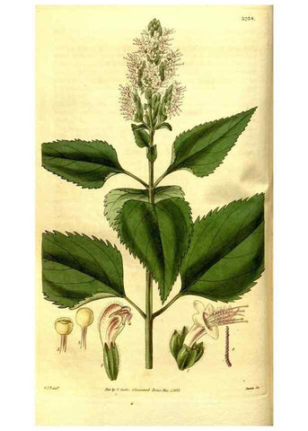 Reproducción/Reproduction 35119265461: Curtis's botanical magazine.. London ; New York [etc.] :Academic Press [etc.]