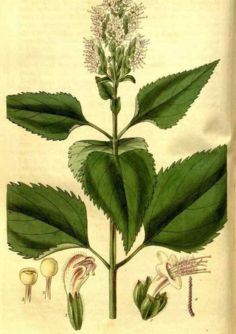 Reproducción/Reproduction 35119265461: Curtis's botanical magazine.. London ; New York [etc.] :Academic Press [etc.]