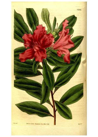 Reproducción/Reproduction 34404979354: Curtis's botanical magazine.. London ; New York [etc.] :Academic Press [etc.]