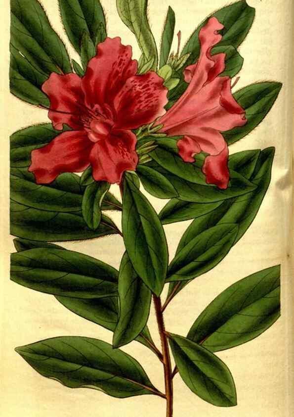 Reproducción/Reproduction 34404979354: Curtis's botanical magazine.. London ; New York [etc.] :Academic Press [etc.]