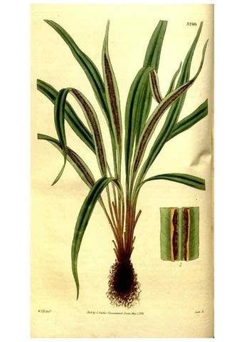 Reproducción/Reproduction 35209036826: Curtis's botanical magazine.. London ; New York [etc.] :Academic Press [etc.]