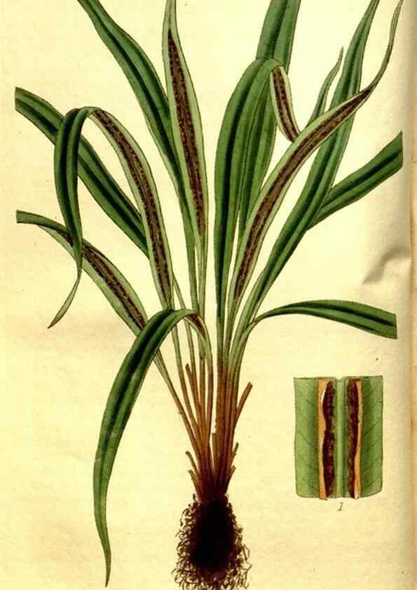 Reproducción/Reproduction 35209036826: Curtis's botanical magazine.. London ; New York [etc.] :Academic Press [etc.]
