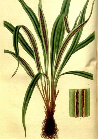 Reproducción/Reproduction 35209036826: Curtis's botanical magazine.. London ; New York [etc.] :Academic Press [etc.]