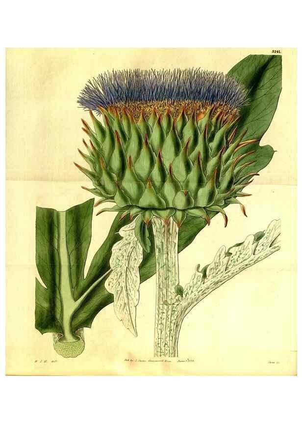 Reproducción/Reproduction 35209038976: Curtis's botanical magazine.. London ; New York [etc.] :Academic Press [etc.]