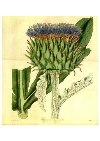 Reproducción/Reproduction 35209038976: Curtis's botanical magazine.. London ; New York [etc.] :Academic Press [etc.]