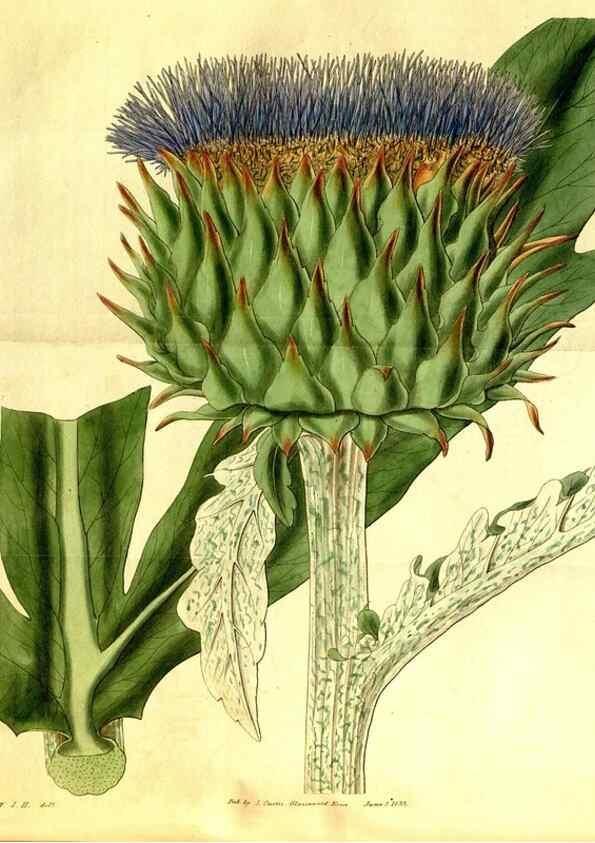 Reproducción/Reproduction 35209038976: Curtis's botanical magazine.. London ; New York [etc.] :Academic Press [etc.]