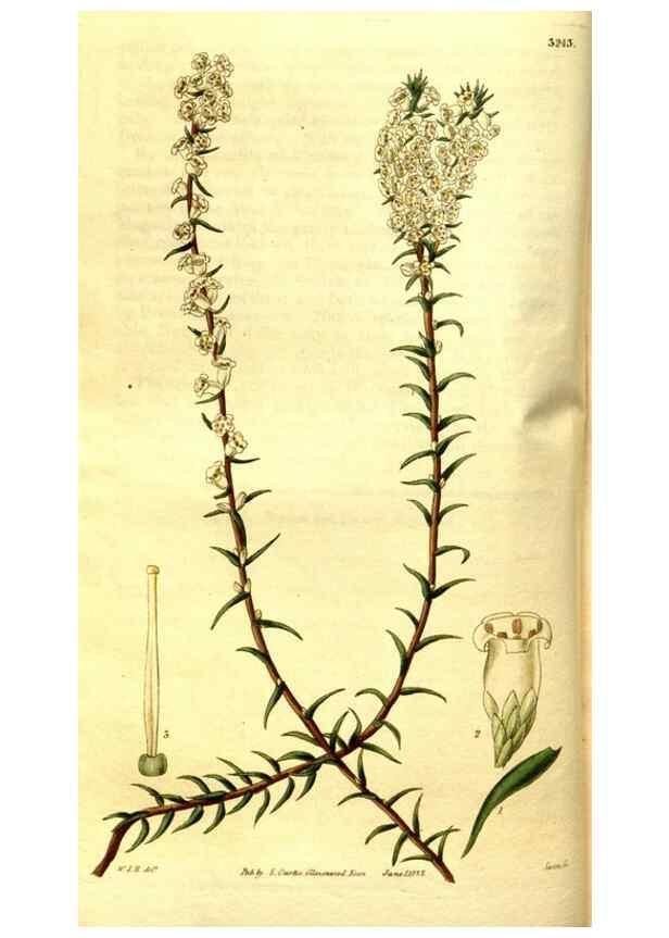Reproducción/Reproduction 35209045746: Curtis's botanical magazine.. London ; New York [etc.] :Academic Press [etc.]