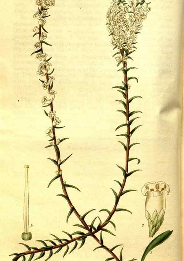 Reproducción/Reproduction 35209045746: Curtis's botanical magazine.. London ; New York [etc.] :Academic Press [etc.]
