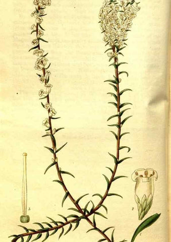Reproducción/Reproduction 35209045746: Curtis's botanical magazine.. London ; New York [etc.] :Academic Press [etc.]