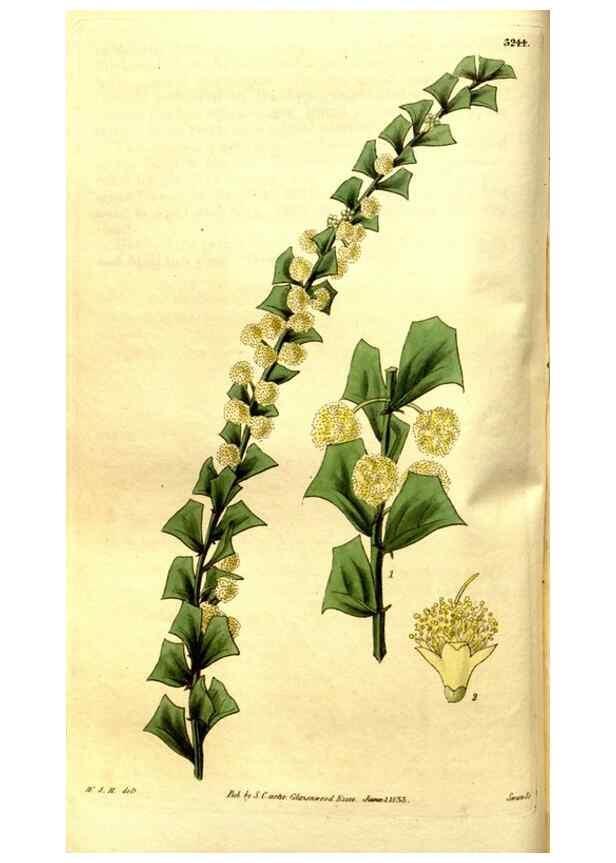 Reproducción/Reproduction 35083611192: Curtis's botanical magazine.. London ; New York [etc.] :Academic Press [etc.]
