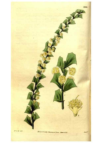 Reproducción/Reproduction 35083611192: Curtis's botanical magazine.. London ; New York [etc.] :Academic Press [etc.]