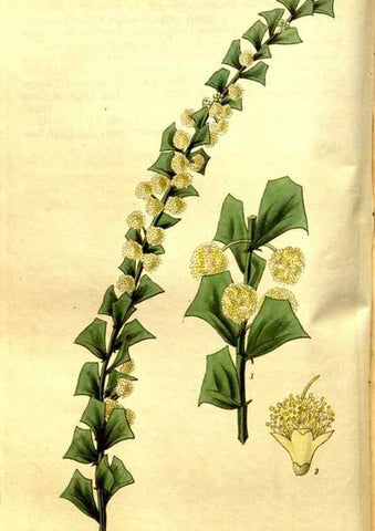 Reproducción/Reproduction 35083611192: Curtis's botanical magazine.. London ; New York [etc.] :Academic Press [etc.]
