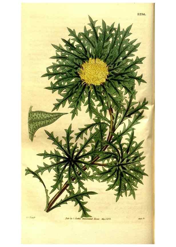 Reproducción/Reproduction 35083597342: Curtis's botanical magazine.. London ; New York [etc.] :Academic Press [etc.]