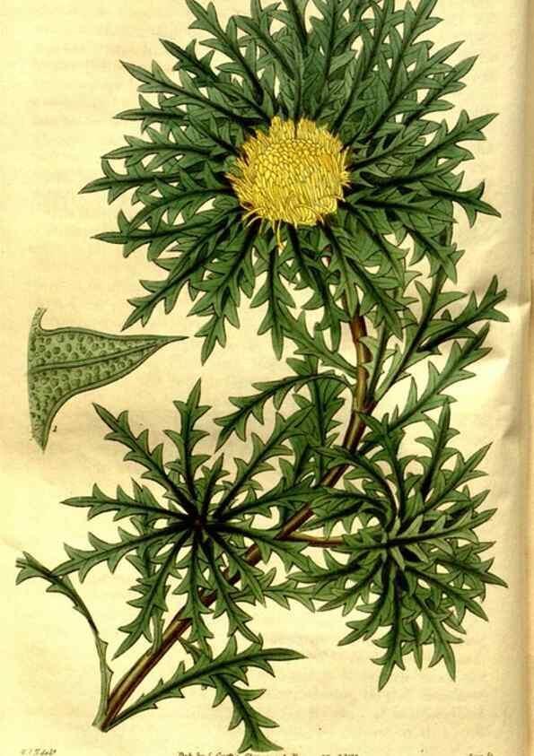 Reproducción/Reproduction 35083597342: Curtis's botanical magazine.. London ; New York [etc.] :Academic Press [etc.]