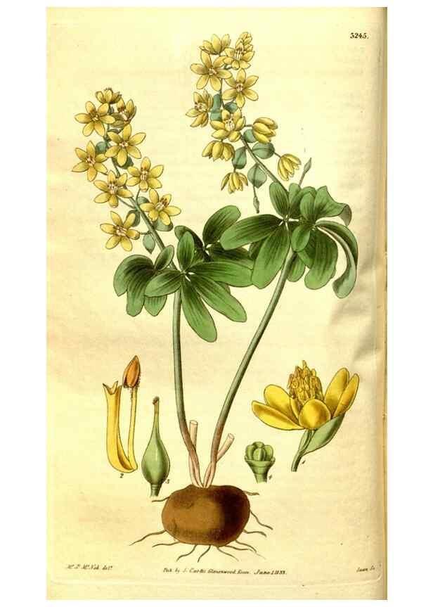 Reproducción/Reproduction 35248896605: Curtis's botanical magazine.. London ; New York [etc.] :Academic Press [etc.]