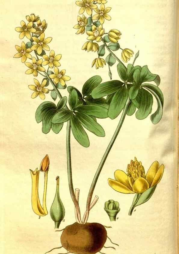 Reproducción/Reproduction 35248896605: Curtis's botanical magazine.. London ; New York [etc.] :Academic Press [etc.]