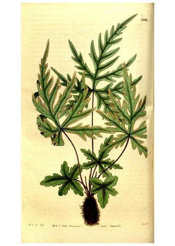 Reproducción/Reproduction 35248901025: Curtis's botanical magazine.. London ; New York [etc.] :Academic Press [etc.]