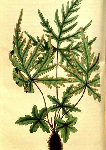 Reproducción/Reproduction 35248901025: Curtis's botanical magazine.. London ; New York [etc.] :Academic Press [etc.]