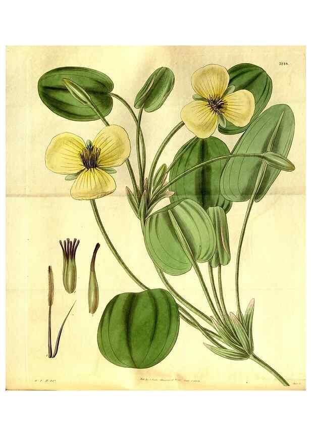 Reproducción/Reproduction 35248902945: Curtis's botanical magazine.. London ; New York [etc.] :Academic Press [etc.]