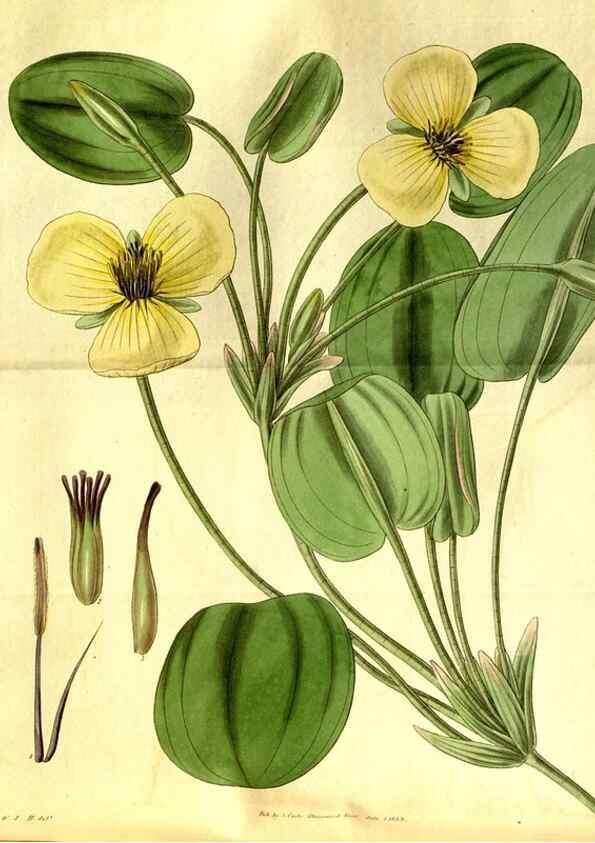 Reproducción/Reproduction 35248902945: Curtis's botanical magazine.. London ; New York [etc.] :Academic Press [etc.]