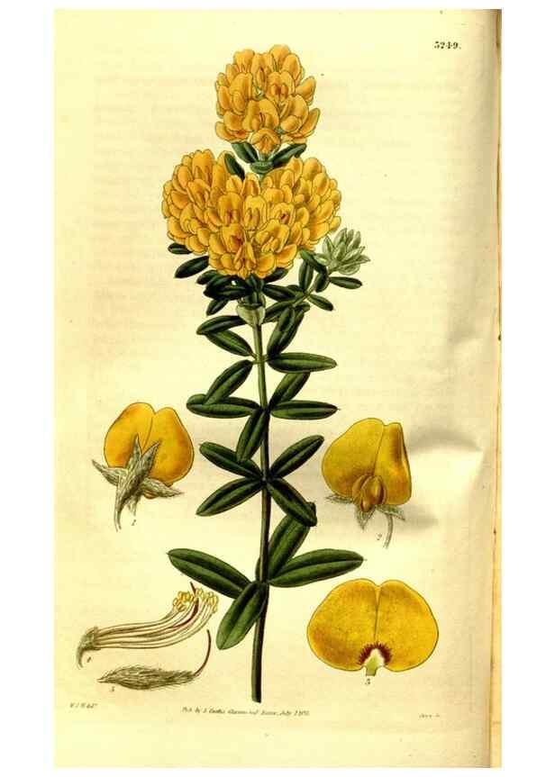 Reproducción/Reproduction 35248904985: Curtis's botanical magazine.. London ; New York [etc.] :Academic Press [etc.]