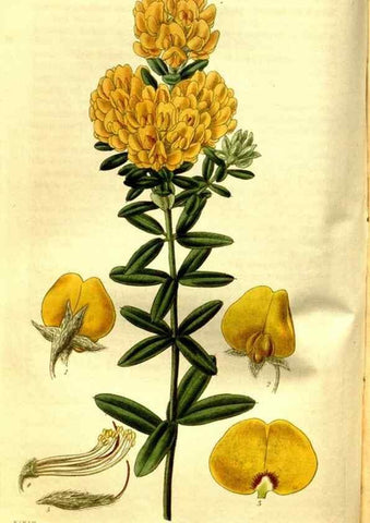 Reproducción/Reproduction 35248904985: Curtis's botanical magazine.. London ; New York [etc.] :Academic Press [etc.]