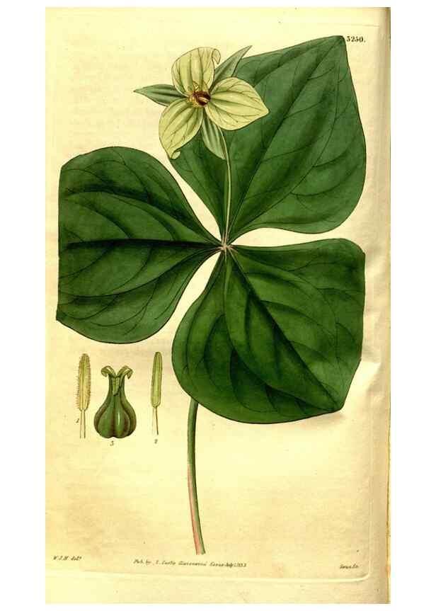 Reproducción/Reproduction 35248907015: Curtis's botanical magazine.. London ; New York [etc.] :Academic Press [etc.]