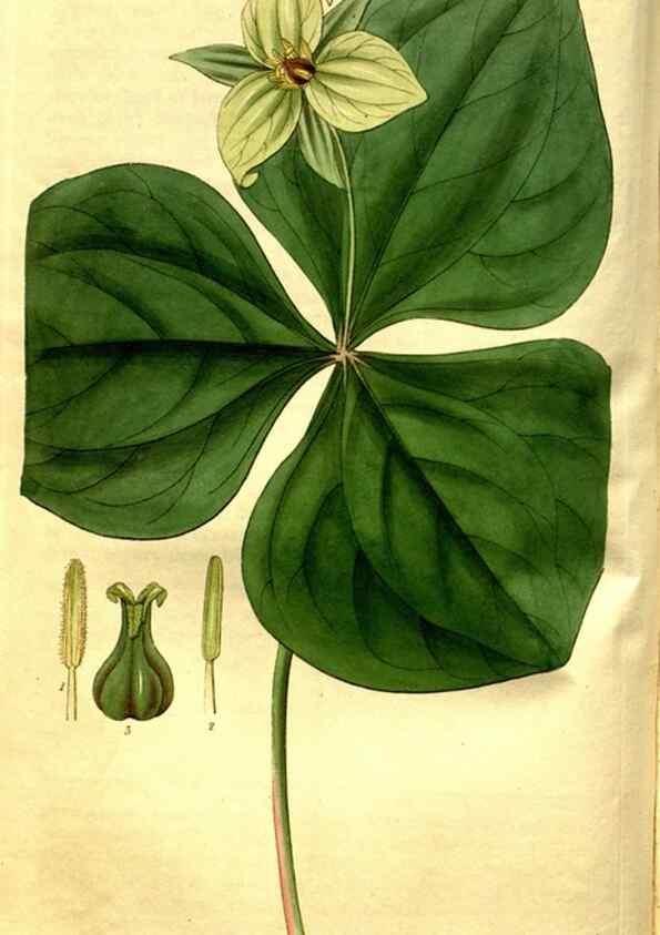 Reproducción/Reproduction 35248907015: Curtis's botanical magazine.. London ; New York [etc.] :Academic Press [etc.]