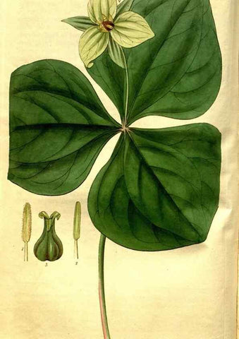 Reproducción/Reproduction 35248907015: Curtis's botanical magazine.. London ; New York [etc.] :Academic Press [etc.]
