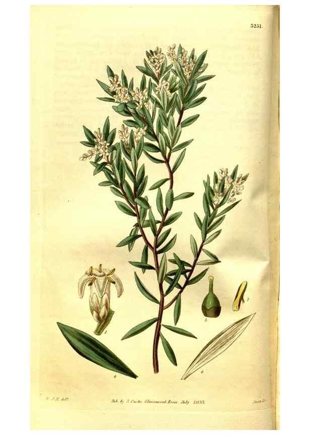 Reproducción/Reproduction 35248909975: Curtis's botanical magazine.. London ; New York [etc.] :Academic Press [etc.]