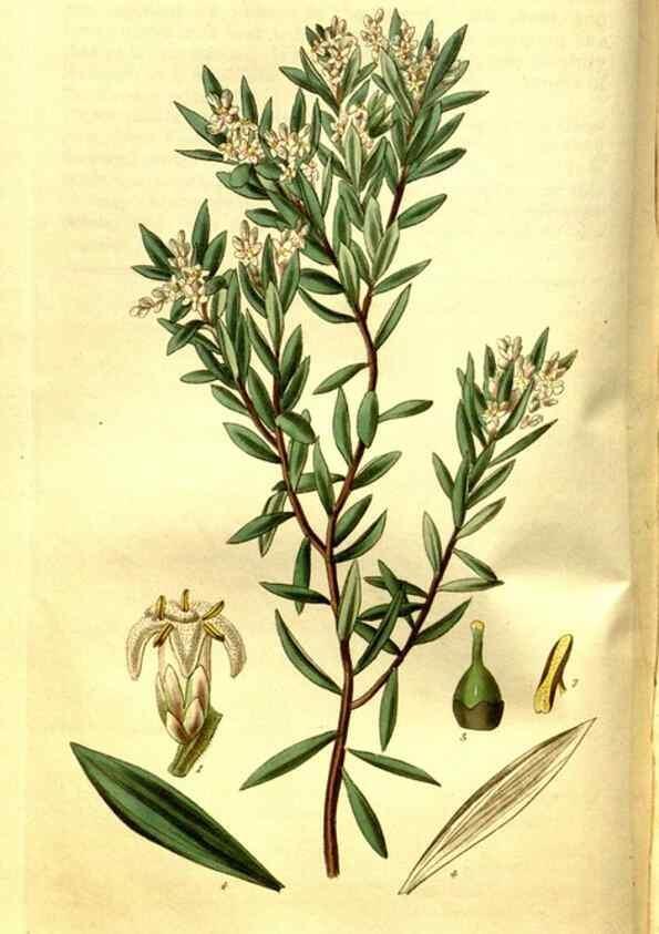 Reproducción/Reproduction 35248909975: Curtis's botanical magazine.. London ; New York [etc.] :Academic Press [etc.]