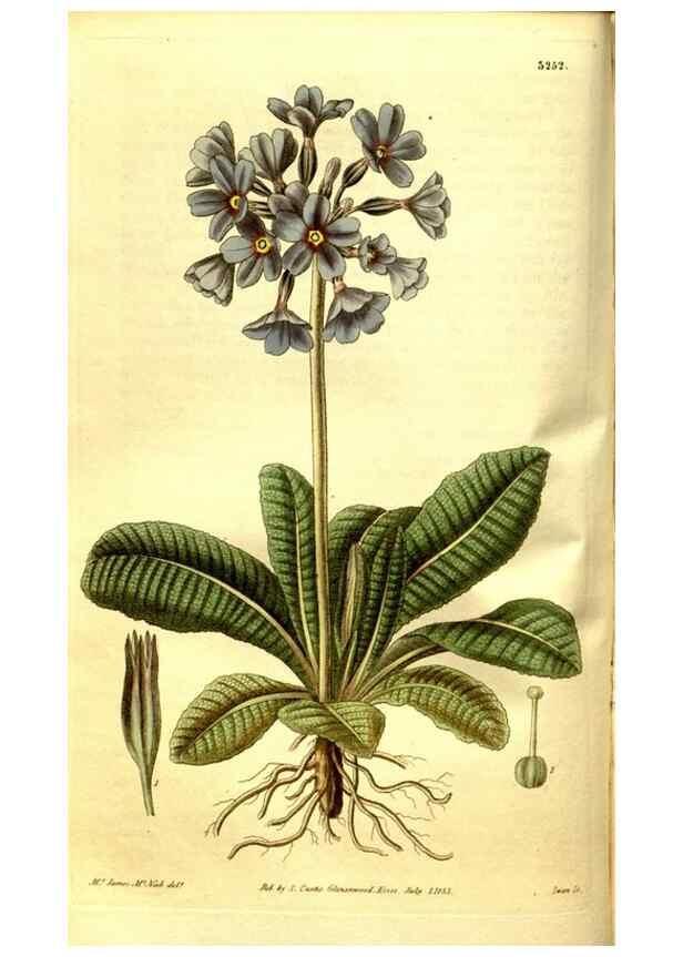 Reproducción/Reproduction 35119297341: Curtis's botanical magazine.. London ; New York [etc.] :Academic Press [etc.]