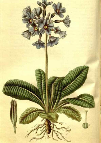 Reproducción/Reproduction 35119297341: Curtis's botanical magazine.. London ; New York [etc.] :Academic Press [etc.]