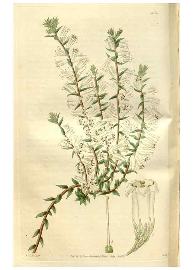 Reproducción/Reproduction 35119301341: Curtis's botanical magazine.. London ; New York [etc.] :Academic Press [etc.]
