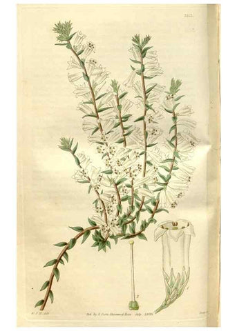 Reproducción/Reproduction 35119301341: Curtis's botanical magazine.. London ; New York [etc.] :Academic Press [etc.]