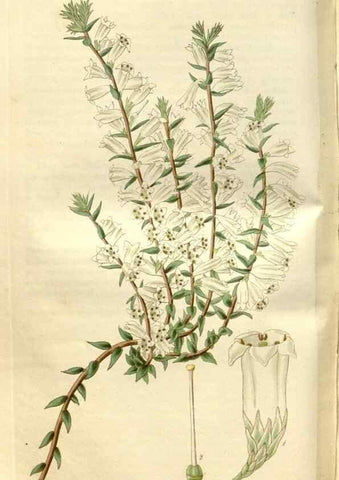 Reproducción/Reproduction 35119301341: Curtis's botanical magazine.. London ; New York [etc.] :Academic Press [etc.]