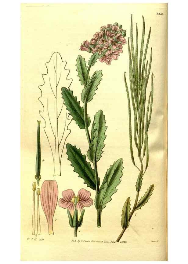 Reproducción/Reproduction 35248898895: Curtis's botanical magazine.. London ; New York [etc.] :Academic Press [etc.]
