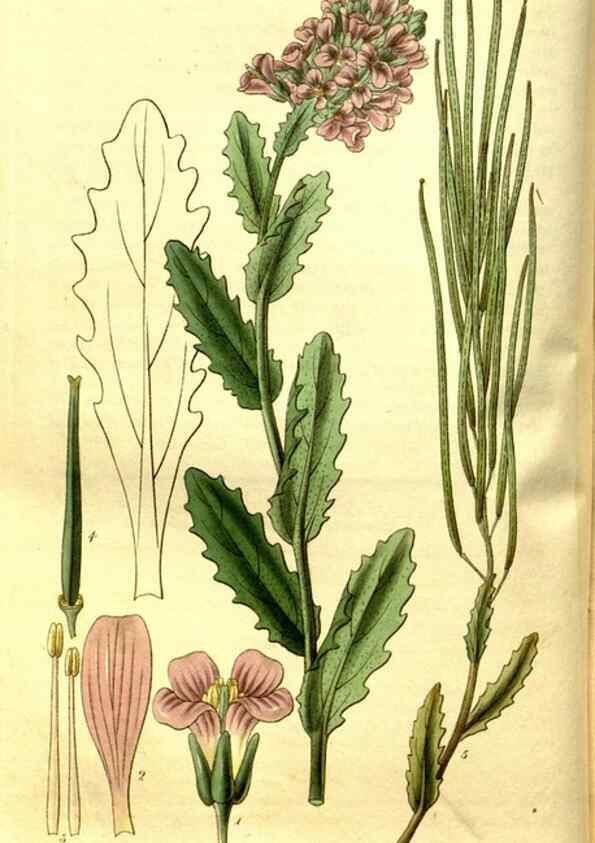 Reproducción/Reproduction 35248898895: Curtis's botanical magazine.. London ; New York [etc.] :Academic Press [etc.]
