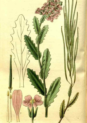 Reproducción/Reproduction 35248898895: Curtis's botanical magazine.. London ; New York [etc.] :Academic Press [etc.]
